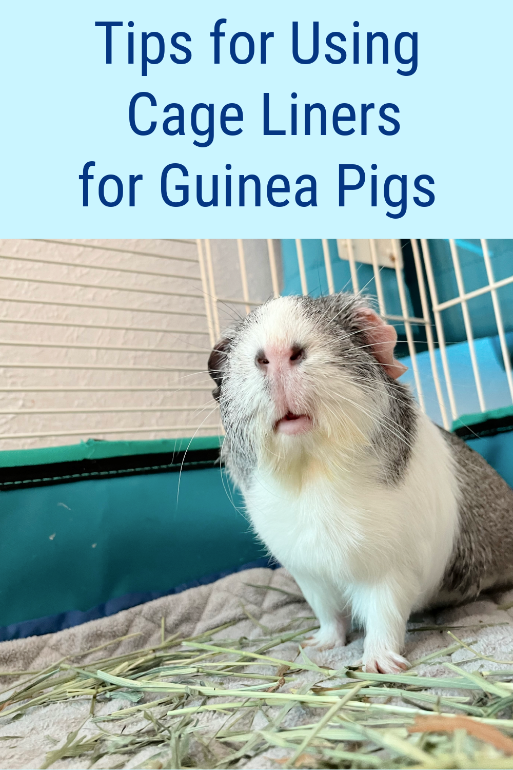 Our Guinea Pig's Oxbow Timothy Mat From A Nation of Moms