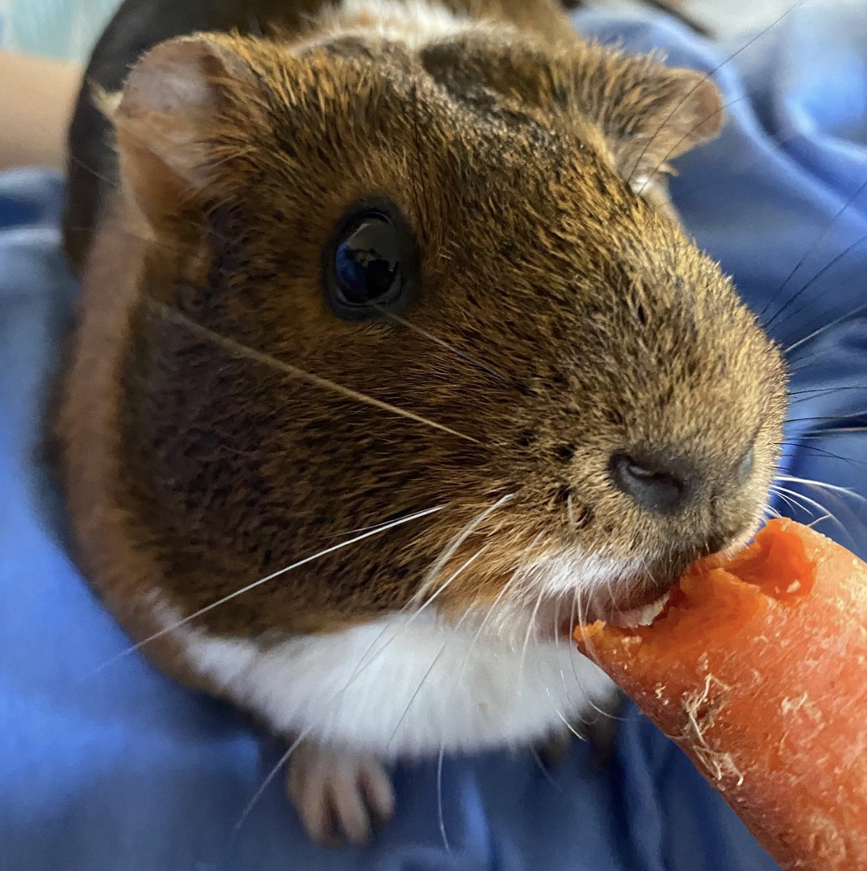 Guinea Pig eating a carrot