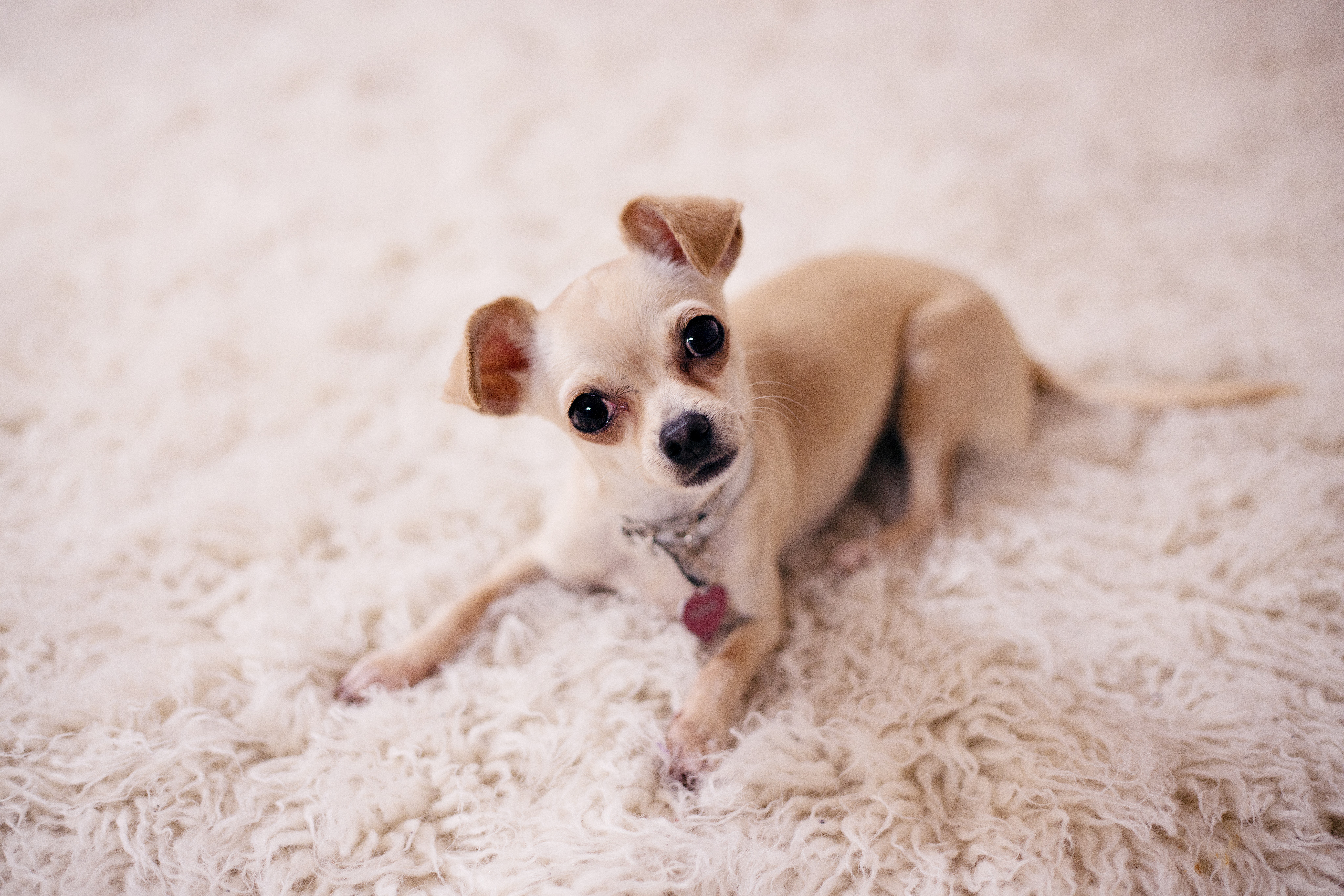 Small tan dog sitting on a beige rug