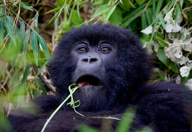 A Nation of Moms Gorilla Tour in East Africa (2026): The Complete Guide to Uganda Safari, Kenya Safari Africa & Rwanda Safaris Travel