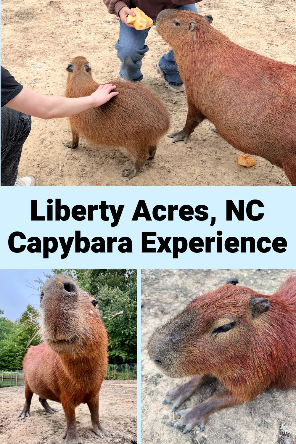 Capybara at Liberty Acres Farm, Liberty, North Carolina.